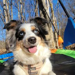 Miniature American Shepherd and Toy Australian Shepherd All Grown Up from Riverstone Aussies