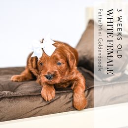 White - Red  female Goldendoodle puppy in Platteville, Wisconsin from Beck Kennel