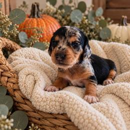 Poppy-CKC Registration - Dapple female Dachshund puppy in Stoneville, North Carolina from Yadkin Valley Dachshunds