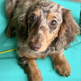 Daisy - Dachshund