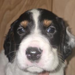 Rocket - Blue belton and tan (tri-color) male English Setter puppy in Morrice, Michigan from Wild Bird Setters