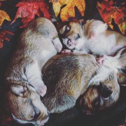 Pembroke Welsh Corgi Puppies from Corgis Hawaii Pleasantstone Aloha Corgis