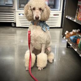 Nila - Parti female Poodle puppy in Plainfield, New Jersey from Caris Paws Poodles and Doodles