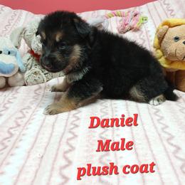 Daniel Red Collar - Black and red male German Shepherd puppy in Bedias, Texas from TiPi S Ranch's German Shepherds