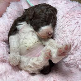 Pip Mint green collar - Brown female Poodle puppy in Clarkston, Washington from Doodle & Poodle Palace