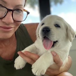 Labrador Retriever Puppies from Labsmith Labs