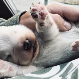 Samoyed Puppies from Morning Star Samoyeds
