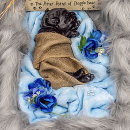 Giant Schnauzer Puppies from Giant Strides Giants