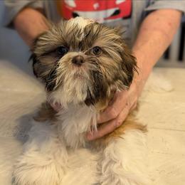 Black Collar - Liver and white female Shih Tzu puppy in Doña Ana County, New Mexico from White Sands Shih Tzu's