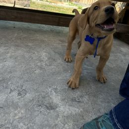 Boy 4 - Yellow male Labrador Retriever puppy in Nampa, Idaho from Breakaway Retrievers
