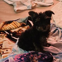 Cupid - Black and gold male Yorkshire Terrier puppy in Dayton, Ohio from Precious Yorkie Babies