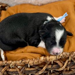Blue collar - Black tri-color male Aussiedoodle puppy in 32046, Florida from River Hill Ranch