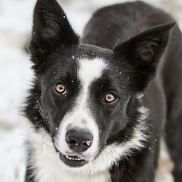 Texas - Border Collie