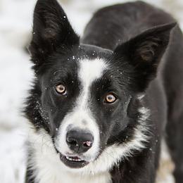 Texas - Border Collie