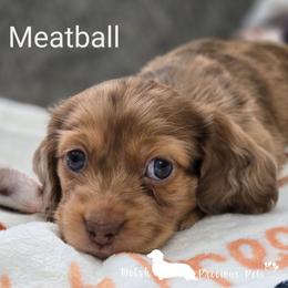 Meatball - Dapple male Dachshund puppy in Anamosa, Iowa from Melsh Precious Pets