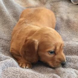 Dachshund puppies from The Jewelry Dox