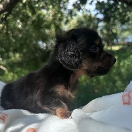 AKC female runt - Black and tan female Dachshund puppy in De Soto County, Florida from Countridox Dachshunds