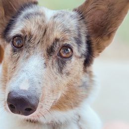 American Corgis and Pembroke Welsh Corgis from Velvet Corgis