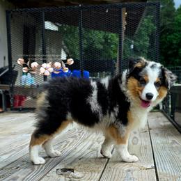 Birdie - Blue merle female Miniature Australian Shepherd puppy in Vinemont, Alabama from Cotton Country Kennels