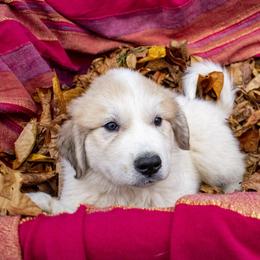 Great Pyrenees Puppies from Kathy Ann's Farm