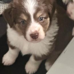 Alize - Red tri female Miniature Australian Shepherd puppy in Lyman, Mississippi from Bayou Blues Farm