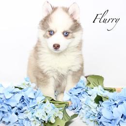Flurry - Chocolate male Pomsky puppy in Murfreesboro, Tennessee from Middle Tennessee Pomskies