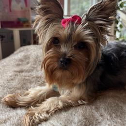 Sassy - Yorkshire Terrier