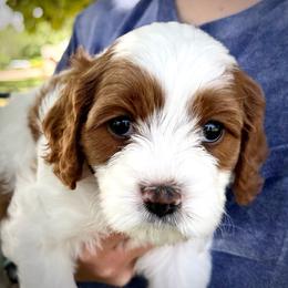 Girl 3 Luna - Blenheim female Cavapoo puppy in Bountiful, Utah from PJs Puppy Love