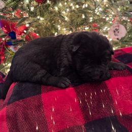 BRIGHT - Black female German Shepherd puppy in Coats, North Carolina from T'S SHEPHERDS