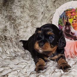 "Luisa - female Black and Tan" Cavalier King Charles Spaniel and Siberian Husky Puppies from Southern Edge Kennel