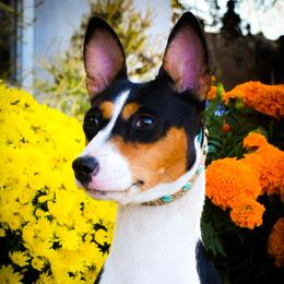 Midna - Basenji