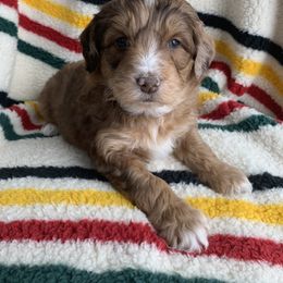 Aussiedoodle and Australian Shepherd Puppies from Homestead Aussies & Doodles
