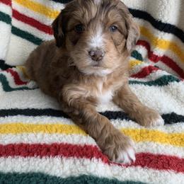 Aussiedoodle and Australian Shepherd Puppies from Homestead Aussies & Doodles