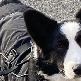 Cardigan Welsh Corgis, Golden Retrievers, and Pugs from Oryan Goldens and Pugs and Cardinal Cardigan Welsh Corgi