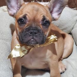 French Bulldogs from Hope Dynasty French Bulldog's