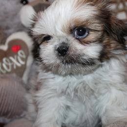 Boy 2 - Red and white male Shih Tzu puppy in Craig, Colorado from Rocky Mountain Shih Tzus and Dry Creek Miniature Dachshunds
