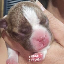 Gizzy's dark girl - Seal brindle and white female Boston Terrier puppy in Versailles, Indiana from Benhams Bostons