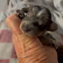 Rex - Dapple male Dachshund puppy in Hockley, Texas from Shans Down Home Doxies