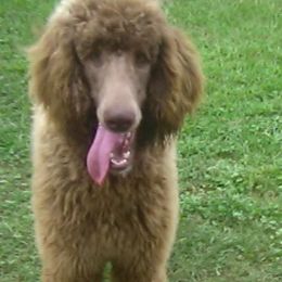 Dachshunds and Goldendoodles from Windy Ridge Doxies and Doodles