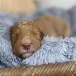 Canyon-Orange Collar - Red male Bernedoodle puppy in Oak Hills, California from High Desert Doodles
