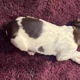 Goose - Wirehaired Pointing Griffon puppy from Two Rivers Kennels - Wirehaired Pointing Griffons
