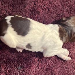 Goose - Wirehaired Pointing Griffon puppy from Two Rivers Kennels - Wirehaired Pointing Griffons