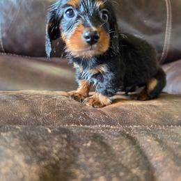 Pascal - Black and tan male Dachshund puppy in Stillwater, Oklahoma from Shade Tree Dachshunds