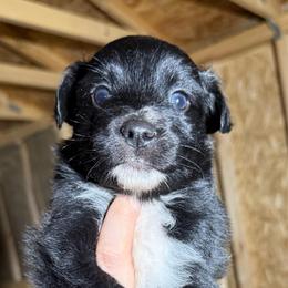 Caraxes - Black & white male Australian Shepherd puppy in Kokomo, Indiana from North Central Aussies