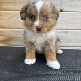 RMF1 - Red merle female Toy Australian Shepherd puppy in Pryor, Oklahoma from DK’s Littles & Co