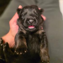 Brown Collar (Judo) - Black and red male German Shepherd puppy in Hermitage, Pennsylvania from Shepherds of the Hundred Acres