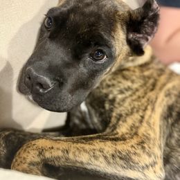 Tiger - Chestnut brindle male Cane Corso puppy in Florence, Texas from Wilco Cane Corso