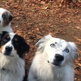 Aussiedoodles from Silvercreek Aussies and doodles