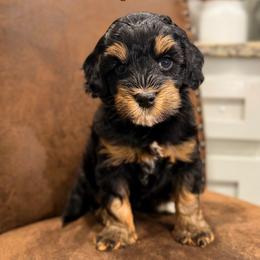 Paul - Tri-color male Australian Labradoodle puppy in Decatur, Alabama from Southern Meadows Doodles