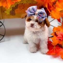 Girl 1 - Blenheim female Cavapoo puppy in North Carolina from NC Doodle Puppies